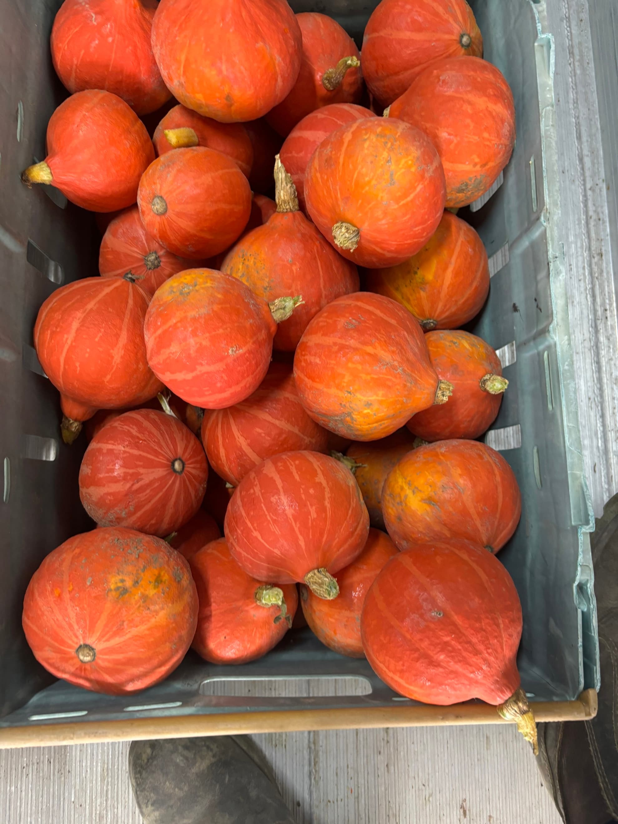 Squash Box