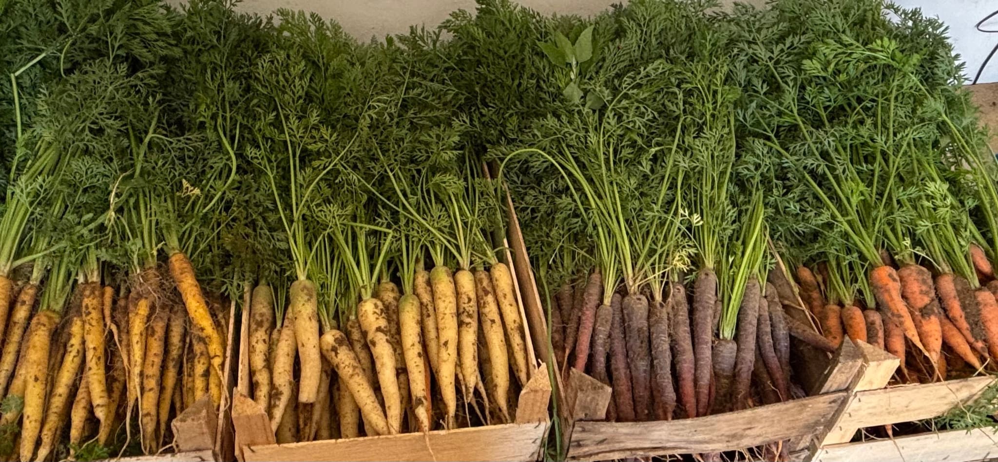 Carrot Box
